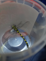 Cordulegaster insignis