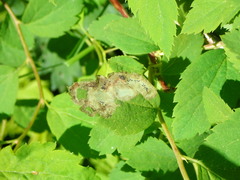 Agromyza spiraeoidearum