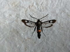 Synanthedon myopaeformis