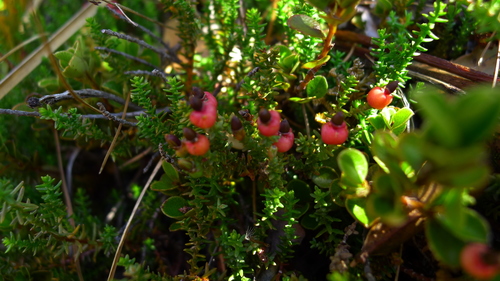 Lepidothamnus laxifolius (Lepidothamnus laxifolius)