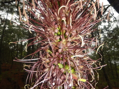 Agave obscura