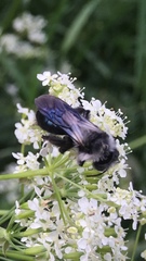 Andrena danuvia