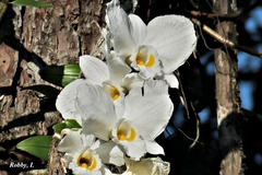 Dendrobium infundibulum