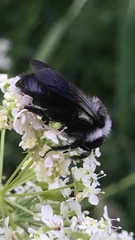 Andrena danuvia