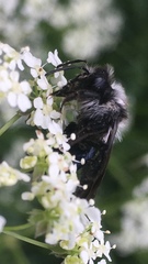 Andrena danuvia