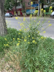 Sisymbrium loeselii