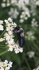 Andrena danuvia