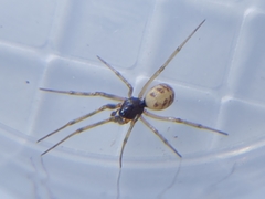 Steatoda triangulosa