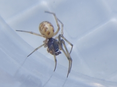 Steatoda triangulosa