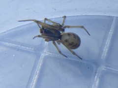 Steatoda triangulosa