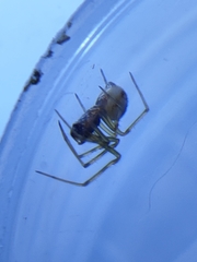 Steatoda triangulosa