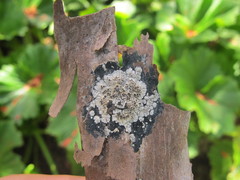Psoromaria rosulata
