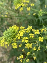 Sisymbrium loeselii