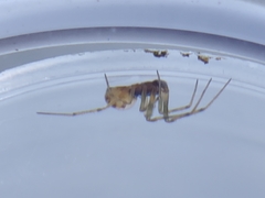 Steatoda triangulosa