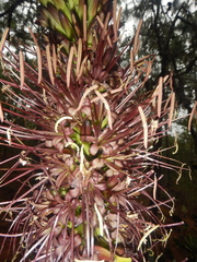 Agave obscura
