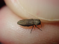 Anthaxia mendizabali