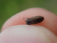 Anthaxia mendizabali
