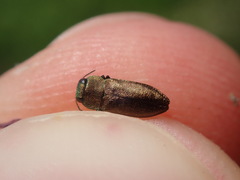Anthaxia mendizabali