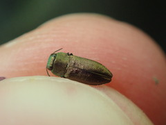 Anthaxia mendizabali