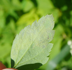 Agromyza spiraeoidearum