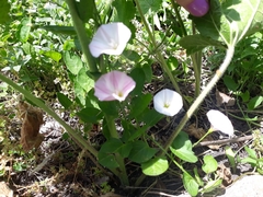 Convolvulus arvensis