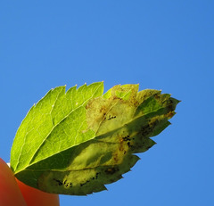 Agromyza spiraeoidearum