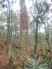 Agave obscura