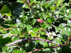 Magnoliopsida