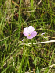 Linum viscosum