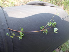 Ceratocapnos claviculata