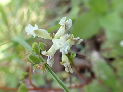 Ceratocapnos claviculata