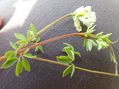 Ceratocapnos claviculata