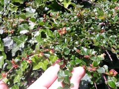 Magnoliopsida