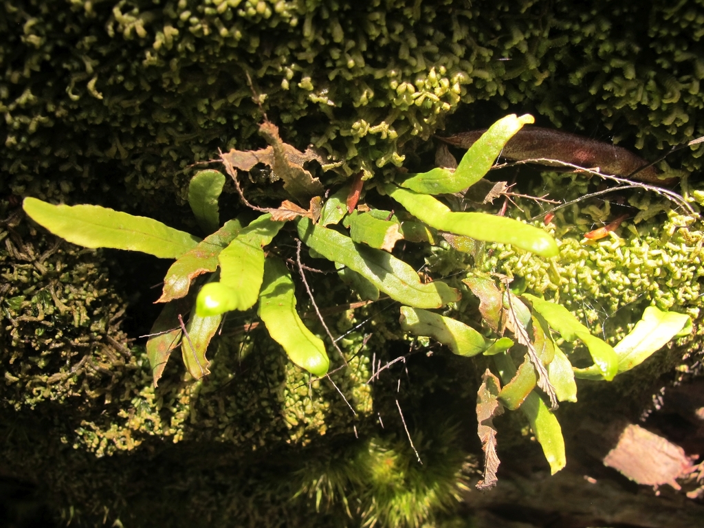 Southern strap fern