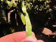 Notogrammitis rigida