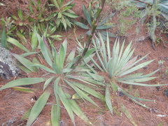 Agave obscura