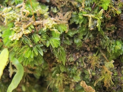 Hymenophyllum minimum