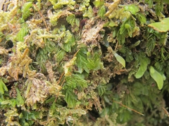 Hymenophyllum minimum