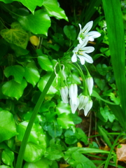 Allium triquetrum
