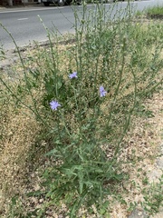 Cichorium intybus