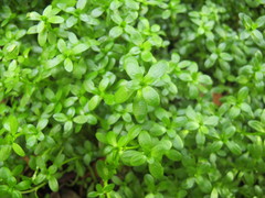 Callitriche aucklandica