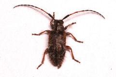 Exocentrus echinulus