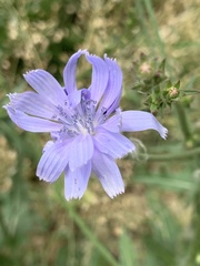 Cichorium intybus