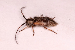 Exocentrus echinulus