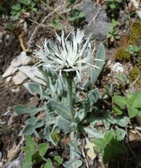 Centaurea pindicola
