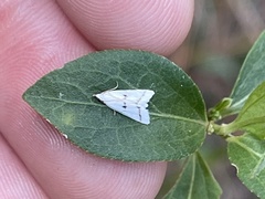 Leptosteges vestaliella