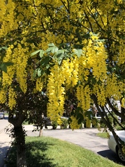 Laburnum × watereri