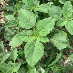 Amaranthus retroflexus