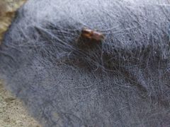 Aeolus mellillus