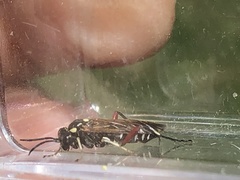 Macrophya punctumalbum